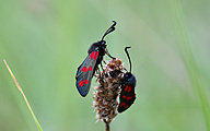 Six-spot Burnet (Zygaena filipendulae)